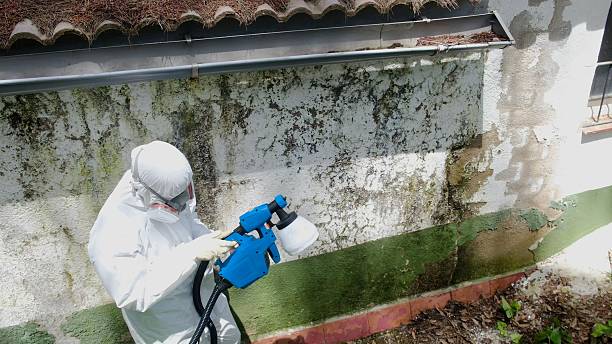 Trusted Crawl Space Mold Removal service in Rosedale, WA - Cheap Mold Removal